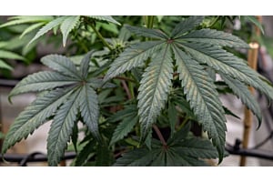 Cannabis plant with dark, bronze-spotted lower leaves and reddish stems, signs of phosphorus deficiency.