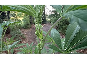 A view of cannabis male plant