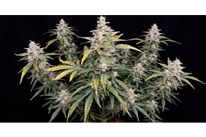45 Day Autoflower Seeds