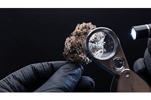 Close-up inspection of a cannabis bud under bright light to check for mold.
