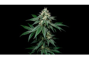 Healthy Northern Light Autoflower plant