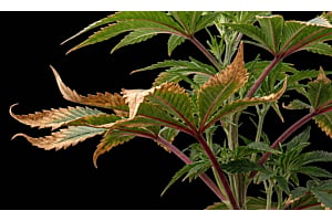 Cannabis plant showing potassium deficiency with burnt leaf tips and red stems.