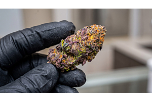 A healthy cannabis bud held between two fingers, with dense green leaves, orange hairs, and a frosty coating of trichomes.