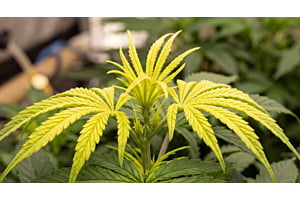 Close-up of a cannabis plant top showing early zinc deficiency in the newest leaves.