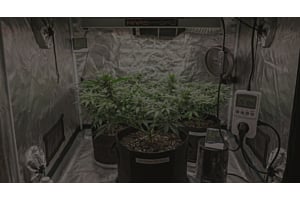 Healthy cannabis plant in a grow tent