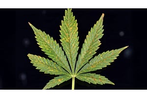 Cannabis leaf showing calcium deficiency: brown, sharp-edged blotches on new growth.