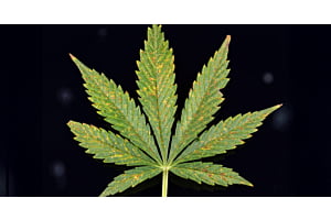 Cannabis leaf showing calcium deficiency: brown, sharp-edged blotches on new growth.