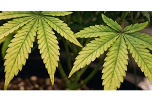 Cannabis leaf showing early magnesium deficiency with yellowing between the veins.