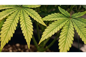 Cannabis leaf showing early magnesium deficiency with yellowing between the veins.