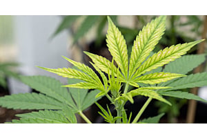 Cannabis plant showing early manganese deficiency — interveinal yellowing and brown speckling on the newest top growth.