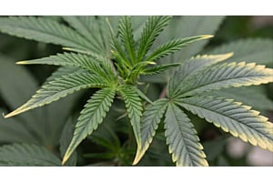 Cannabis leaves showing copper deficiency with dark blue-purple foliage and bright yellow-white leaf tips.