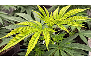 Cannabis leaf with bright yellow interveinal chlorosis from iron deficiency, veins still green