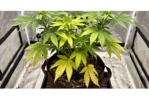 Cannabis plant showing nitrogen deficiency with pale, yellowing lower leaves and green upper growth.