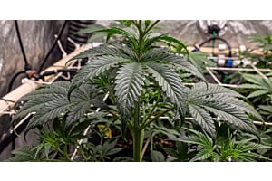 Cannabis fan leaves showing nitrogen toxicity, with tips curling downward into "the claw."