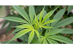 Cannabis leaflet showing early sulfur deficiency yellowing at the leaflet base.