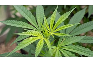 Cannabis leaflet showing early sulfur deficiency yellowing at the leaflet base.