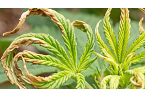 Healthy young cannabis plant with firm, clean new growth.