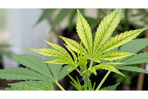 Cannabis plant showing early manganese deficiency — interveinal yellowing and brown speckling on the newest top growth.