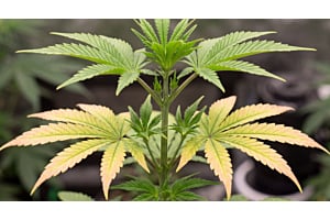 The classic sign of molybdenum deficiency: mid-plant leaves yellowing with red, pink or orange edges.