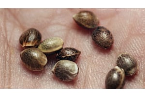 Image showing healthy cannabis seeds with natural brown firm shells.