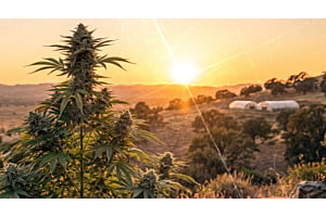 A healthy cannabis plant grows outdoors under natural sunlight, with lush green leaves and strong branches showing steady, healthy growth.