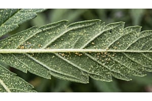 Cannabis fan leaf with pale yellow speckling caused by spider mite damage.