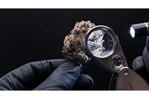 Close-up inspection of a cannabis bud under bright light to check for mold.