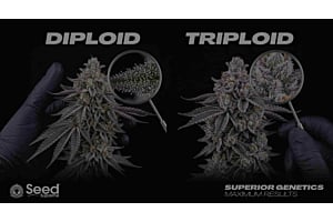 Healthy cannabis triploid and driploid trichomes