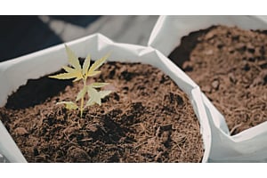 Cannabis Fertilizer for Outdoor Marijuana