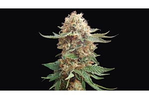 Close-up of autoflower cannabis plant.