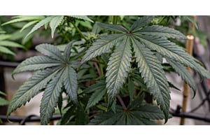 Cannabis plant with dark, bronze-spotted lower leaves and reddish stems, signs of phosphorus deficiency.