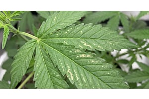 Macro/close-up photo of a cannabis leaf showing silvery-bronze thrips scarring in sharp focus, soft natural light, true-to-life color.