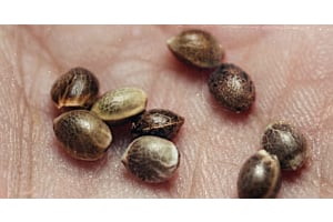Image showing healthy cannabis seeds with natural brown firm shells.