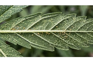 Cannabis fan leaf with pale yellow speckling caused by spider mite damage.