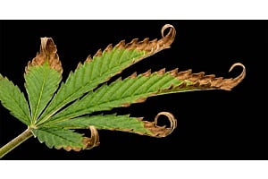 Cannabis leaf with nutrient burn showing brown, curling tips.