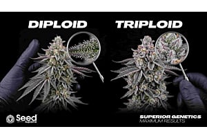 Healthy cannabis triploid and driploid trichomes