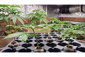 Cloning Autoflower Plants