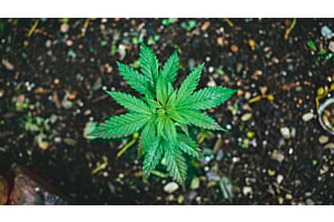 An overview of cannabis plant in soil