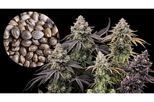 An image showing a few photoperiod cannabis seeds, with healthy cannabis plants.