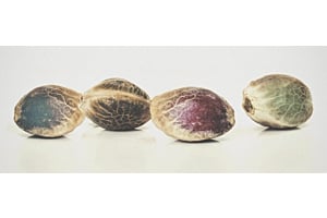 Autoflower vs. Feminized Seeds