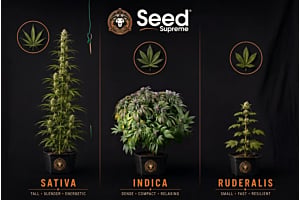 The Cannabis Ruderalis Guide