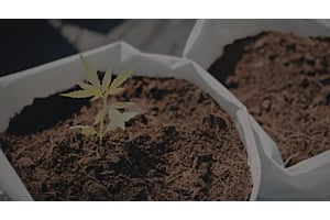 Cannabis Fertilizer for Outdoor Marijuana