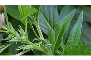 An overview of early signs of a hermie Plant
