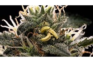 A cannabis plant with early hermie signs, like small pollen sacs or yellow banana-shaped growths appearing near the buds and white hairs.