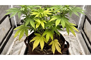 Cannabis plant showing nitrogen deficiency with pale, yellowing lower leaves and green upper growth.