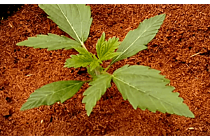 Fertilizer for Outdoor Marijuana