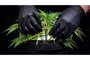 Soft plant tie anchored through a fabric pot rim with a non-cinching loop around an autoflower stem.