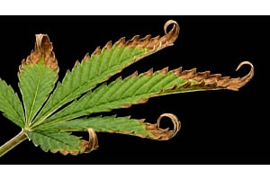 Cannabis leaf with nutrient burn showing brown, curling tips.