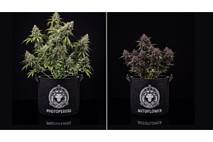Photoperiod and Autoflower cannabis plants