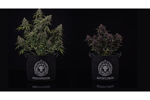 Photoperiod and Autoflower cannabis plants